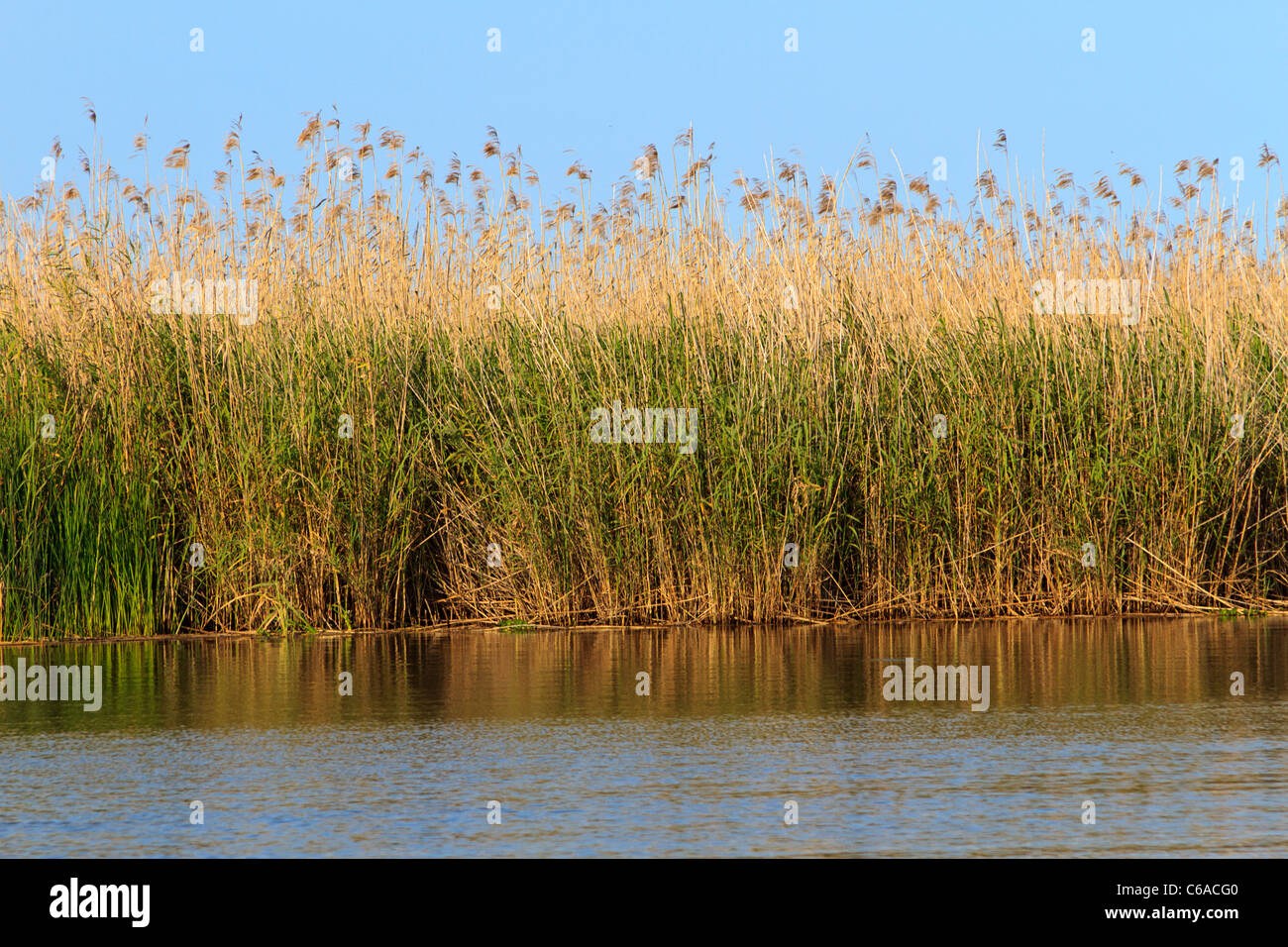 Sehafer und Sawgrass entlang der Apalachicola River in der Stadt der Apalachicola entlang der Florida Panhandle. Stockfoto