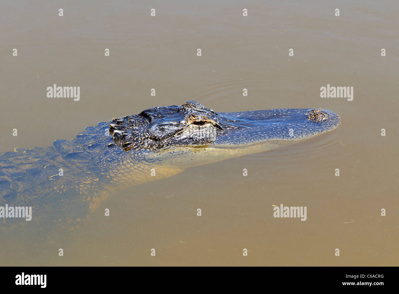 Alligator, auch genannt amerikanischer Alligator in Gator See bei St.  Andrews State Park, Panama City Beach, Florida Stockfotografie - Alamy