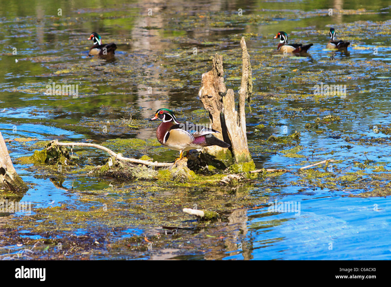 Holz-Ente sitzt auf einem Baum Haken entlang der Wakulla River, Florida Stockfoto