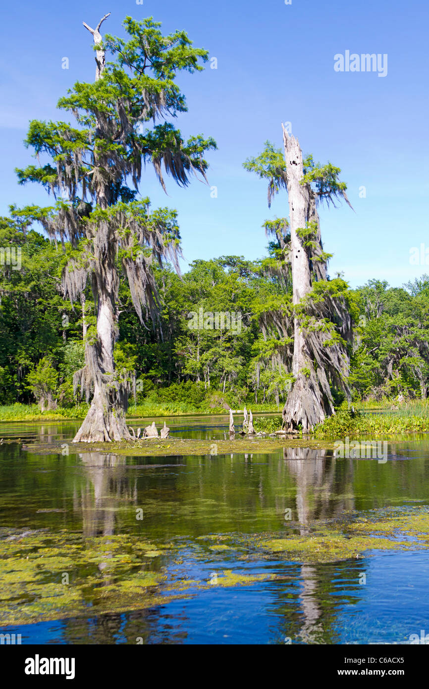 Kahle Zypresse Bäume mit Knie sichtbar entlang Wakulla River, Florida Stockfoto