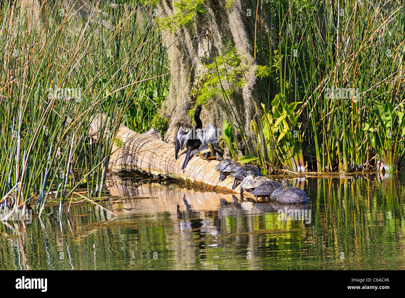 Anhinga Vogel Trocknung Flügel auf Log in Wakulla Springs State Park Stockfoto