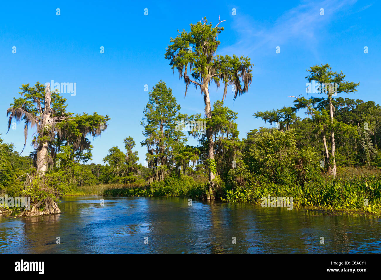 Kahle Zypresse (Taxodium Distichum) entlang des Flusses Wakulla im Wakulla Springs State Park Stockfoto