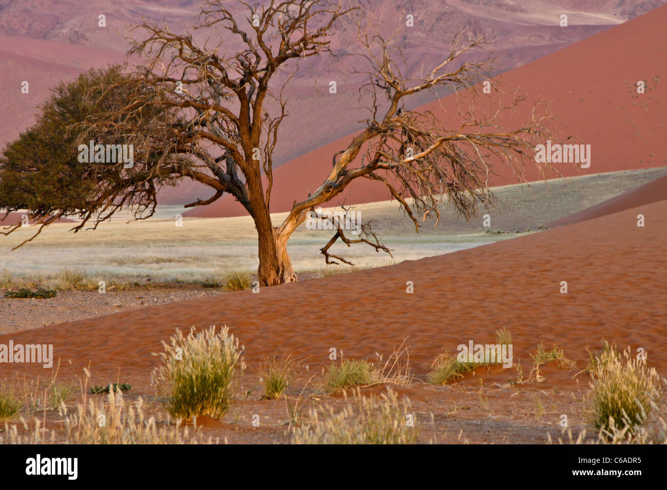 Baum an Düne 45, Namib-Naukluft Park, Namibia Stockfoto