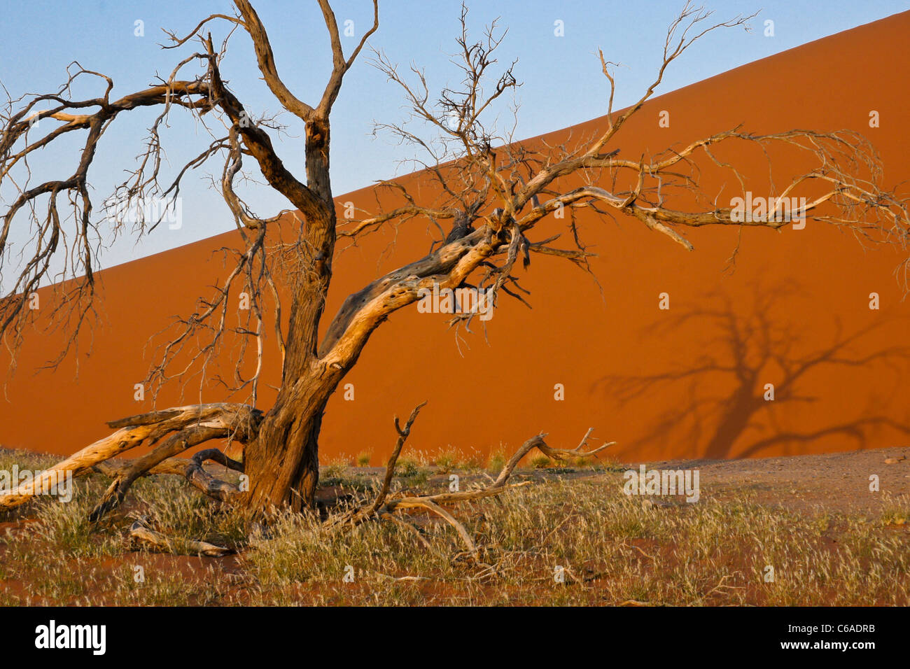 Toter Baum an Düne 45, Namib-Naukluft Park, Namibia Stockfoto