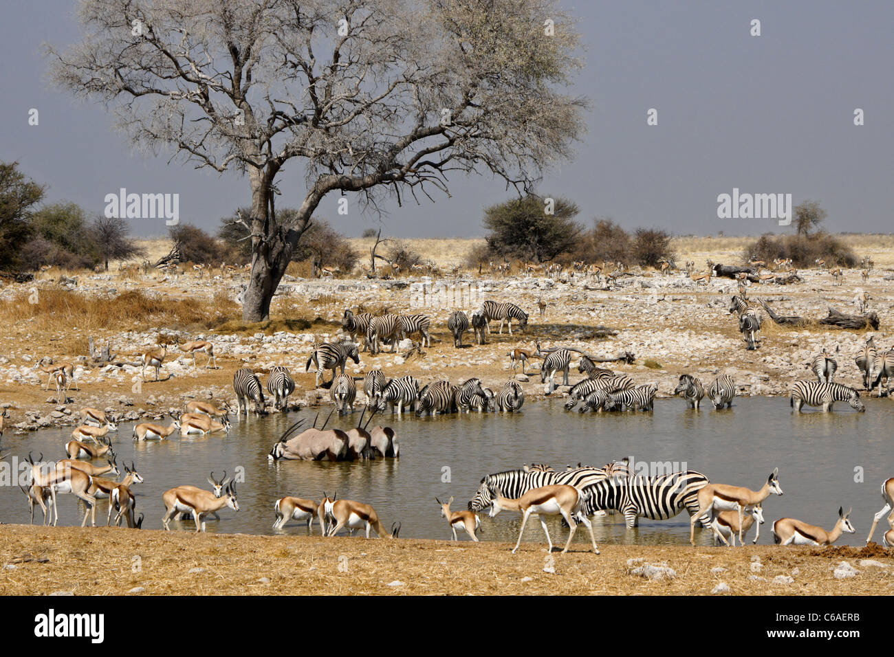 Zebras, Oryx und Springböcke am Wasserloch, Okaukuejo, Etosha Nationalpark, Namibia Stockfoto