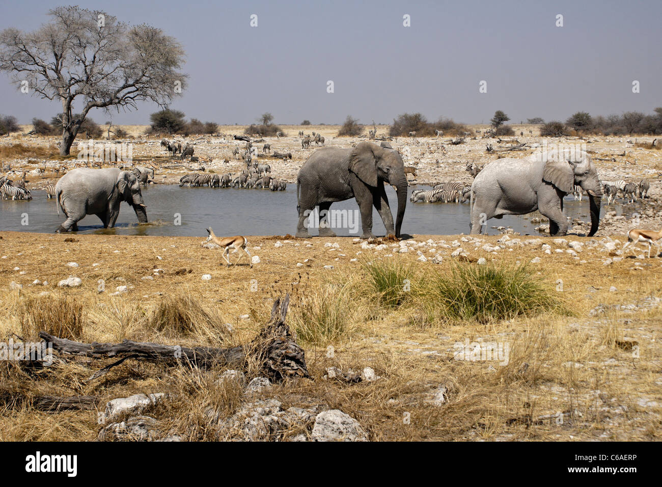 Elefanten und andere Tiere trinken am Wasserloch, Okaukuejo, Etosha NP, Namibia Stockfoto