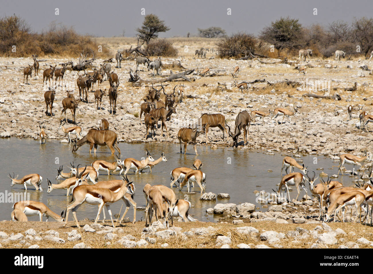 Springböcke und größere Kudus trinken am Wasserloch, Okaukuejo, Etosha NP, Namibia Stockfoto