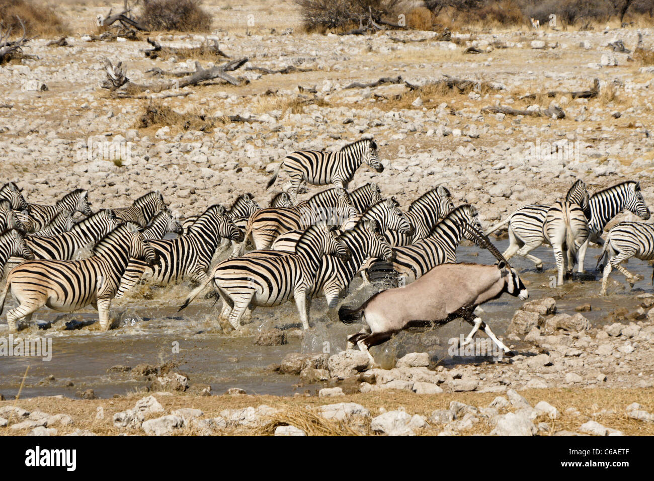 Zebras und Seerobben vom Wasserloch, Okaukuejo, Etosha NP, Namibia Stockfoto