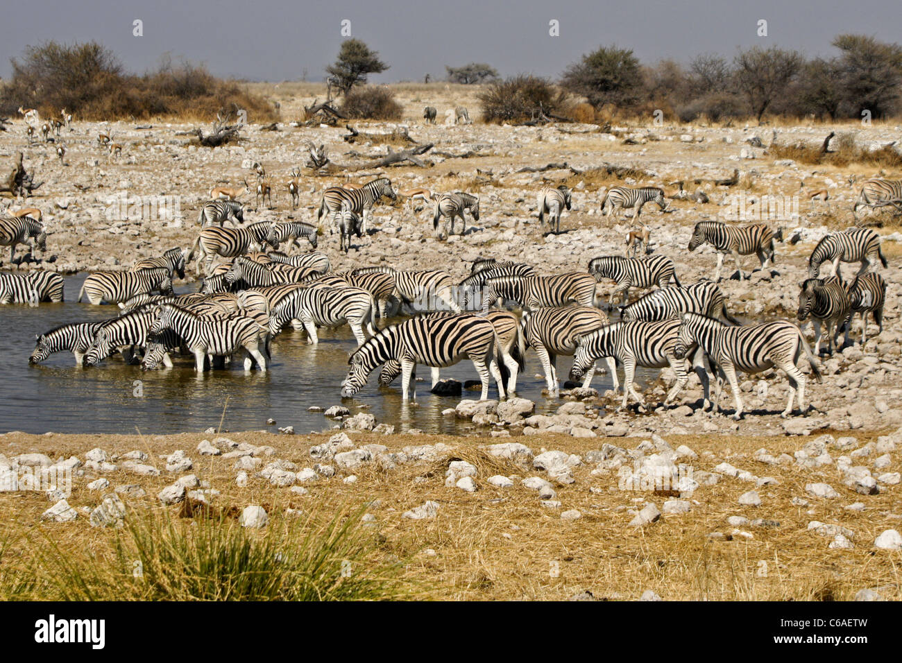 Zebras am Wasserloch, Okaukuejo, Etosha NP, Namibia zu trinken Stockfoto
