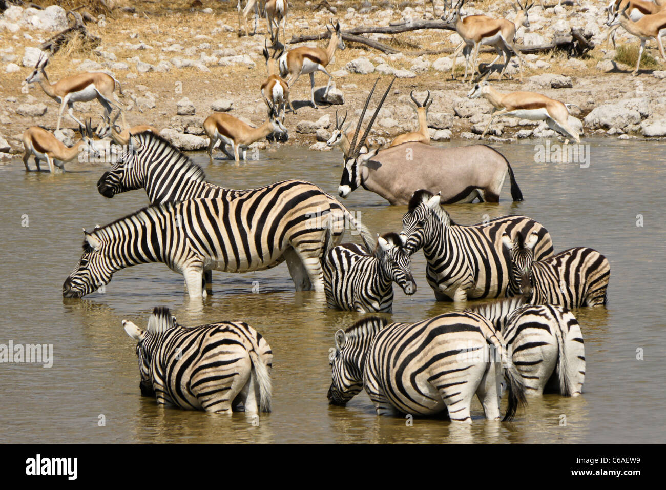 Zebras, Oryx und Springböcke trinken am Wasserloch, Okaukuejo, Etosha NP, Namibia Stockfoto