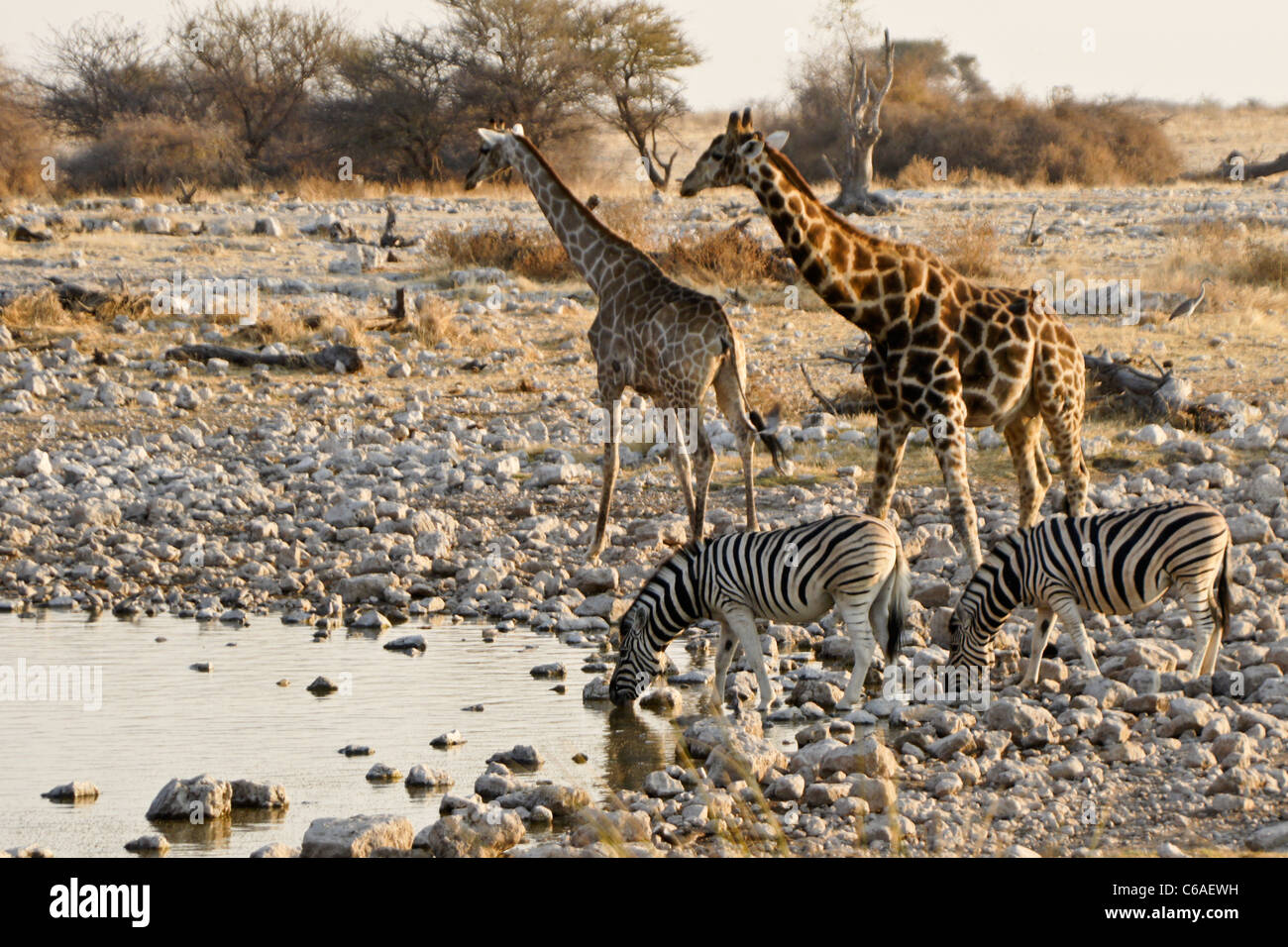 Giraffen und Zebras trinken am Wasserloch, Okaukuejo, Etosha NP, Namibia Stockfoto
