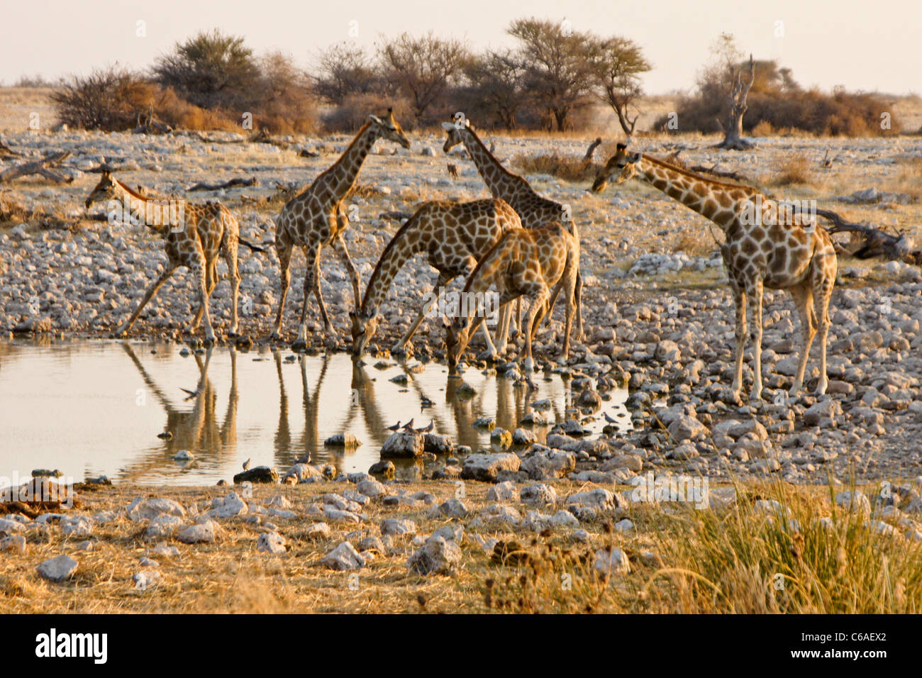 Giraffen am Wasserloch, Okaukuejo, Etosha NP, Namibia zu trinken Stockfoto