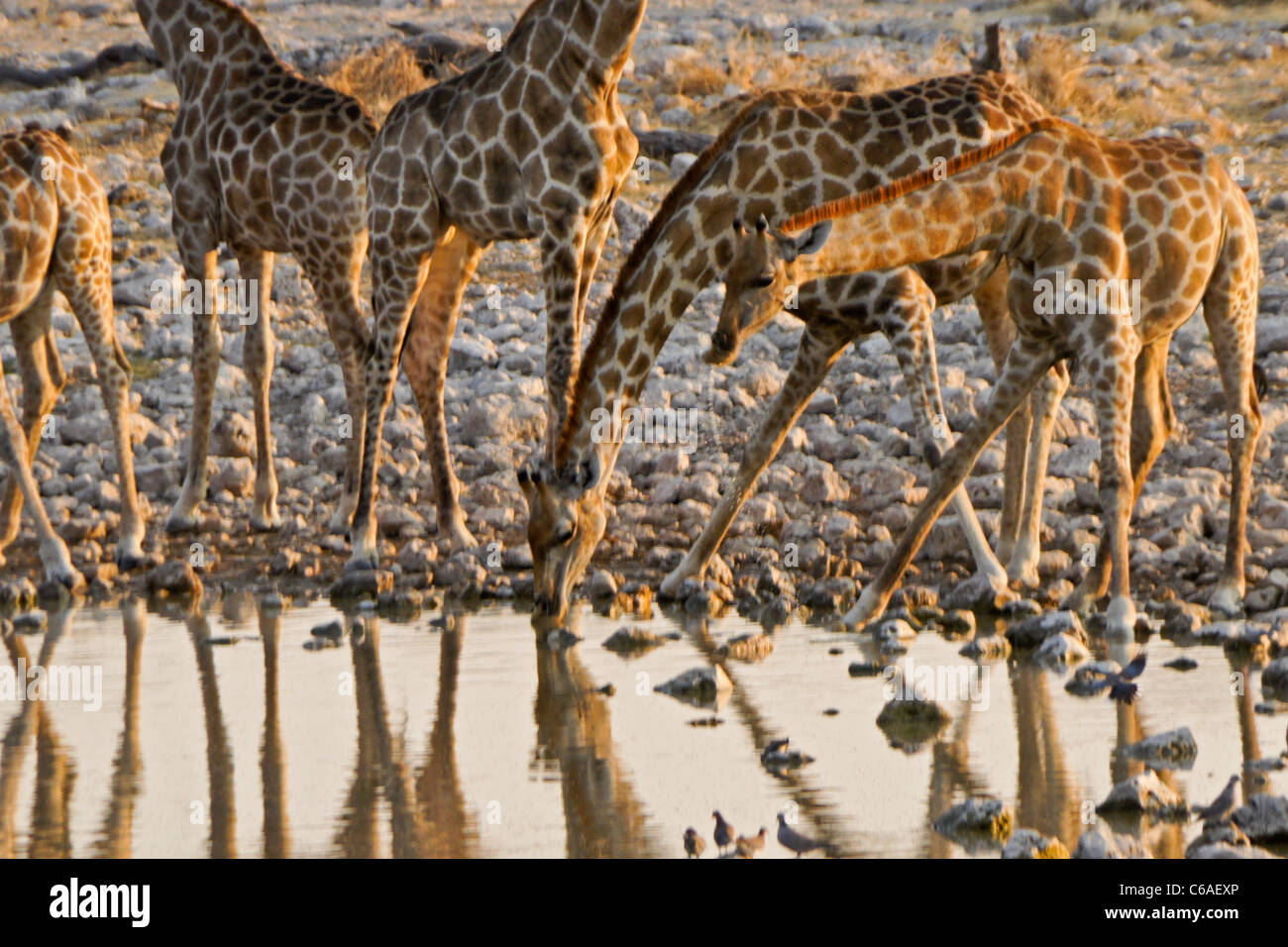 Giraffen am Wasserloch, Okaukuejo, Etosha NP, Namibia zu trinken Stockfoto