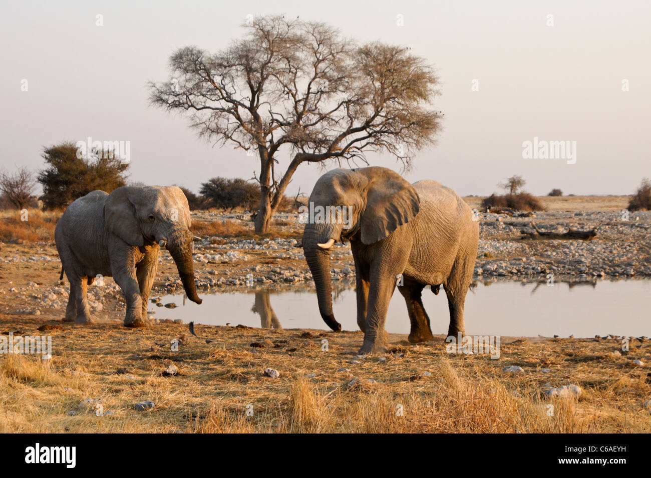 Elefantenbullen am Wasserloch, Okaukuejo, Etosha Nationalpark, Namibia Stockfoto