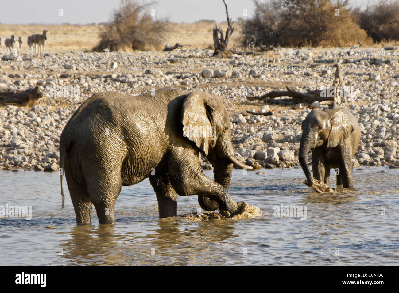 Elefanten am Wasserloch, Okaukuejo, Etosha Nationalpark, Namibia Stockfoto