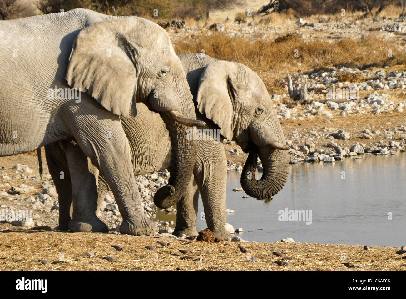 Elefantenbullen trinken am Wasserloch, Okaukuejo, Etosha NP, Namibia Stockfoto