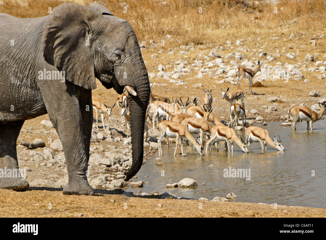 Elefant und Springböcke trinken am Wasserloch, Okaukuejo, Etosha NP, Namibia Stockfoto
