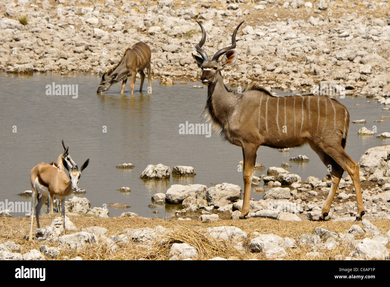 Große Kudu und Springböcke am Wasserloch, Okaukuejo, Etosha NP, Namibia Stockfoto