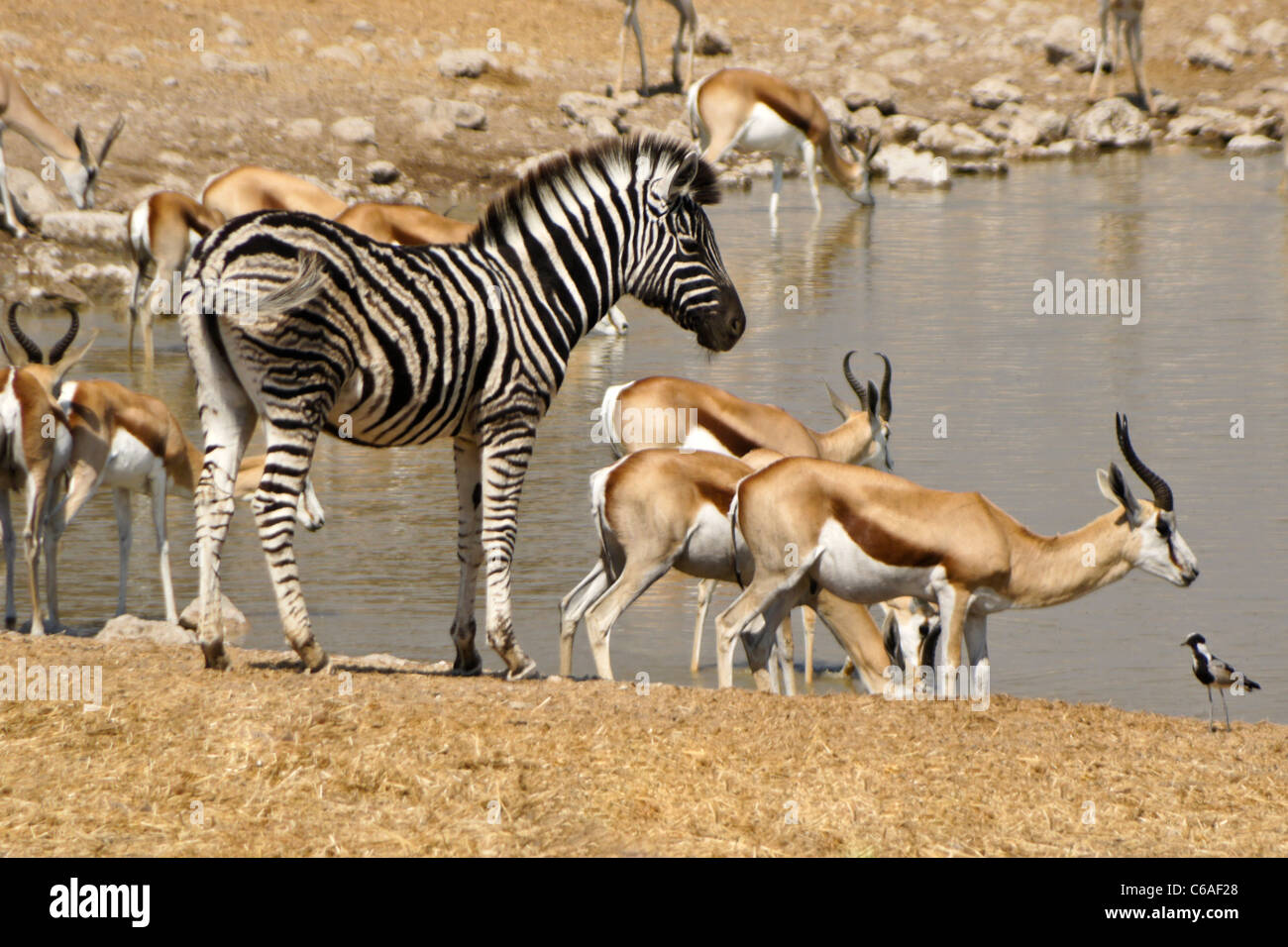 Zebra Fohlen und Springböcke am Wasserloch, Okaukuejo, Etosha NP, Namibia Stockfoto