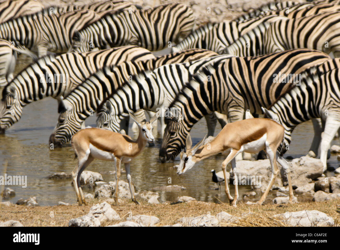 Zebras und Springböcke am Wasserloch, Okaukuejo, Etosha NP, Namibia Stockfoto