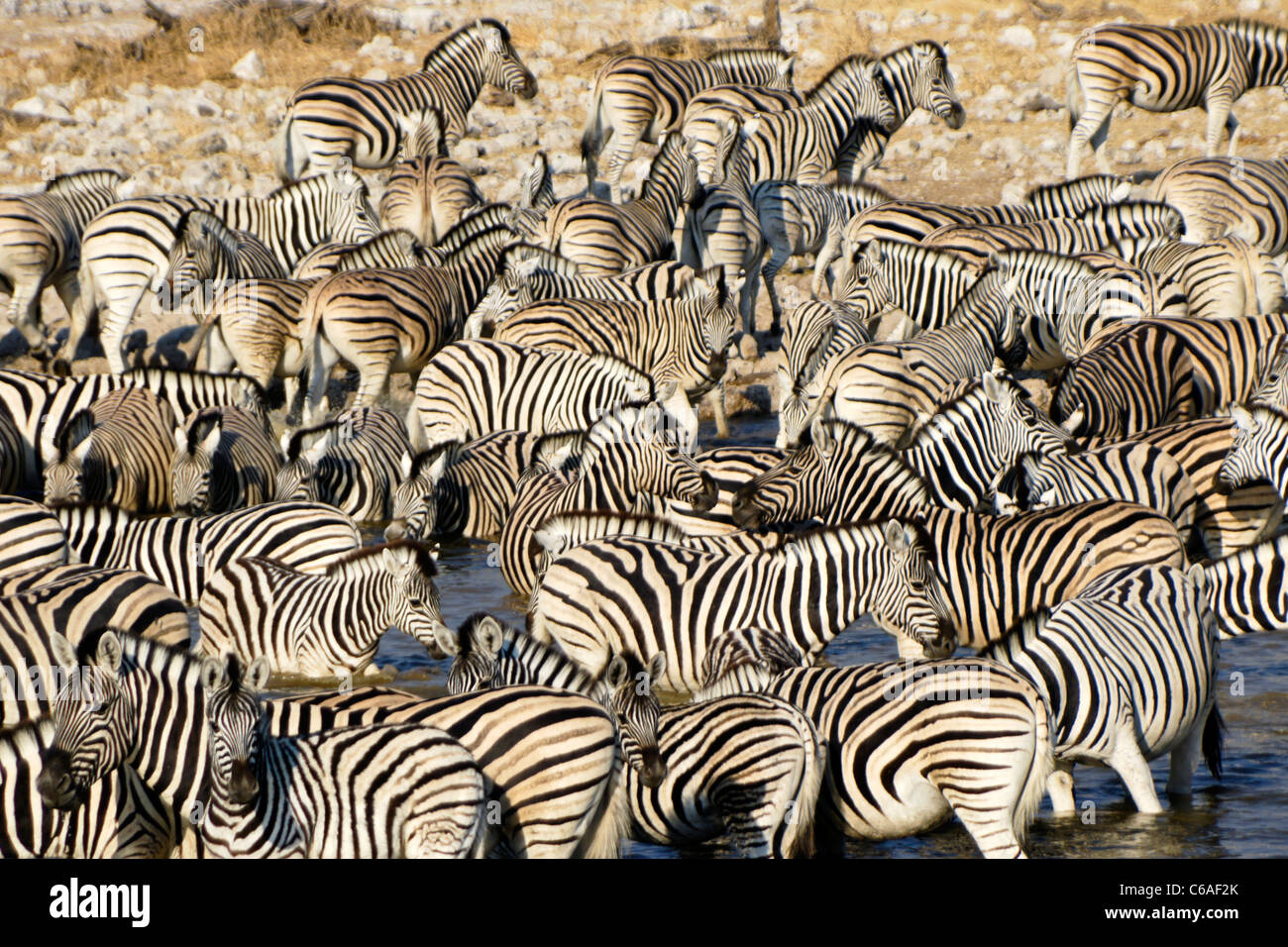 Herde Zebras am Wasserloch, Okaukuejo, Etosha NP, Namibia Stockfoto