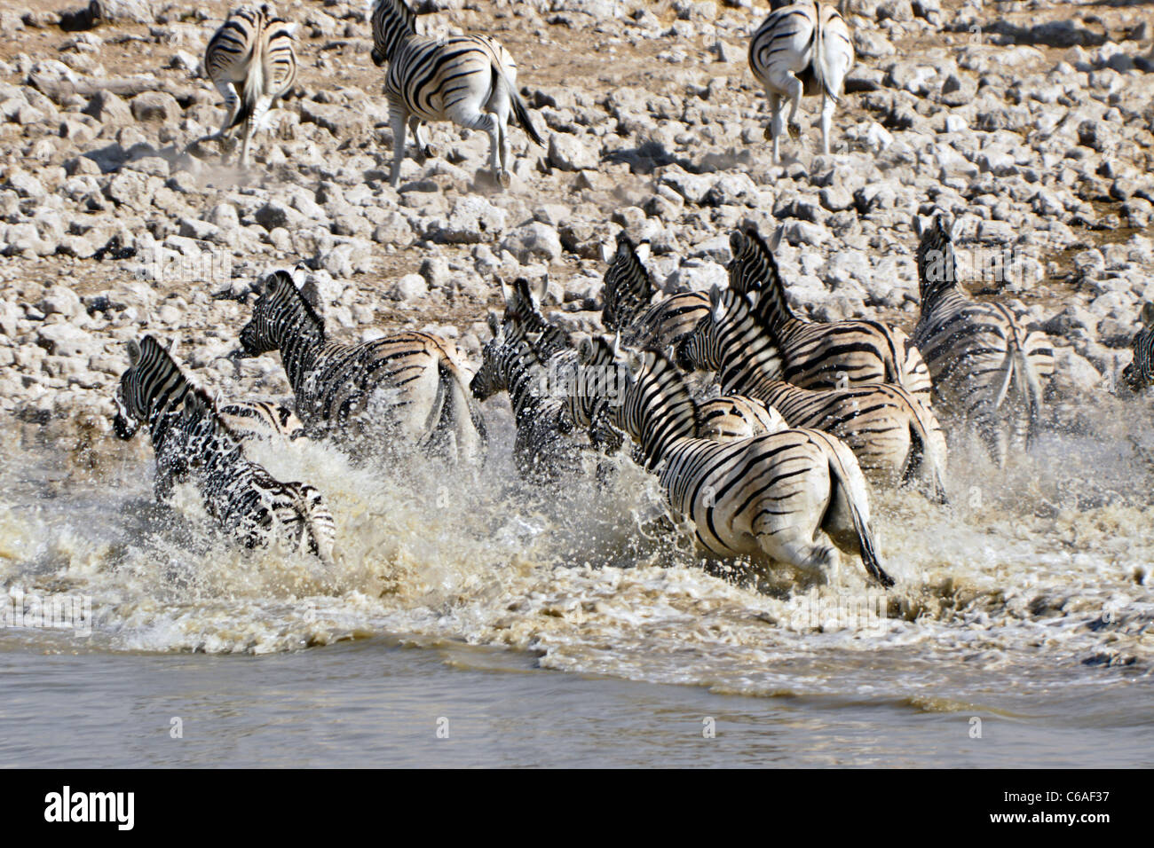 Erschrocken Zebras vom Wasserloch, Okaukuejo, Etosha NP, Namibia Stockfoto