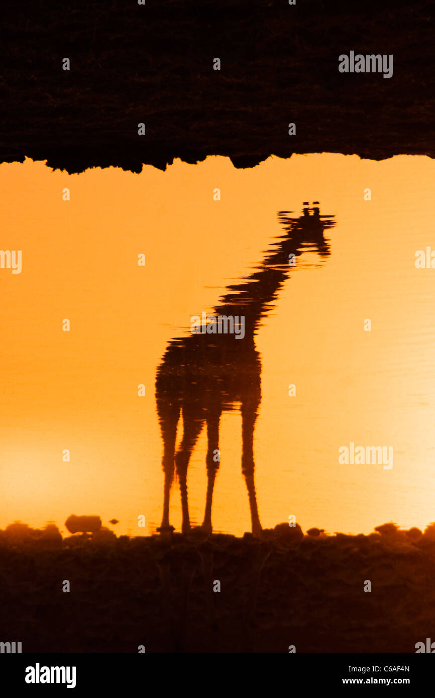 Giraffe spiegelt sich im Wasserloch bei Sonnenuntergang, Etosha NP, Namibia Stockfoto