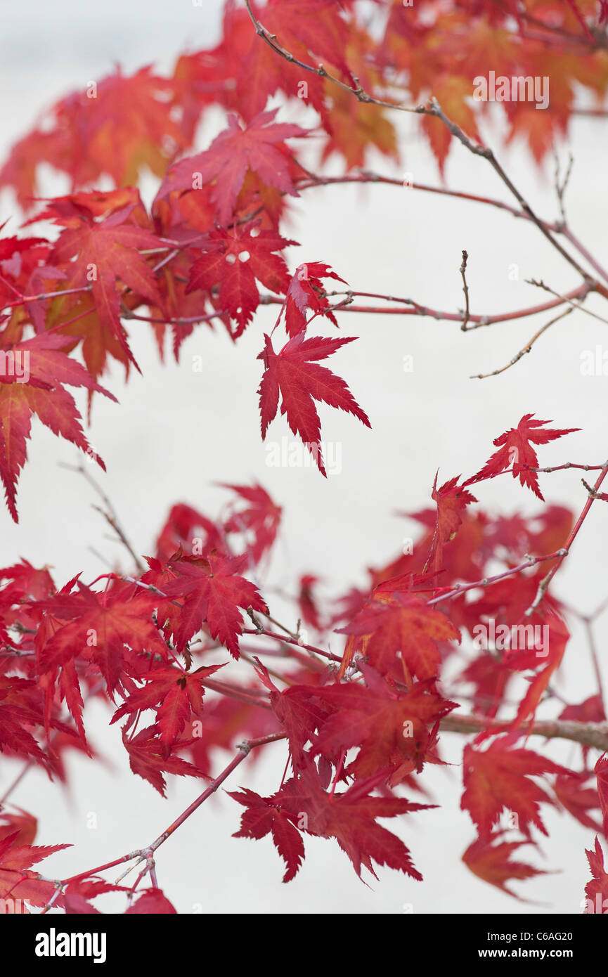 Acer Palmatum. Bonsai-japanische Ahorn-Baum gegen hellen Hintergrund. Herbstfärbung Stockfoto