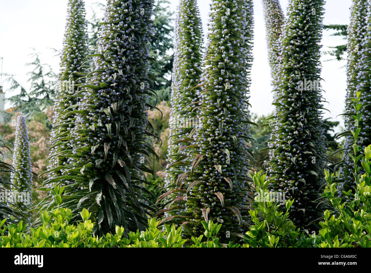 Riesige Viper's Bugloss, Baum Echium, Kiefer Echium, Echium Pininana. Insel Brehat (Côtes d ' Armor, Bretagne, Frankreich). Stockfoto