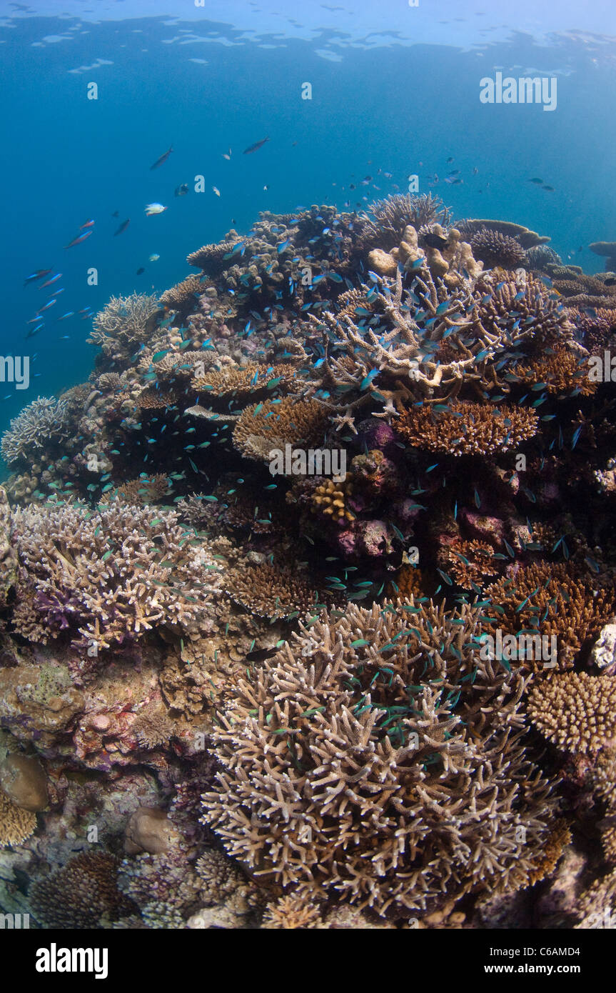 Schule von blau grün Riffbarsche, Chromis Viridis in Hirschhorn Koralle Acropora SP., am Korallenriff, Nord Male Atoll, Malediven Stockfoto