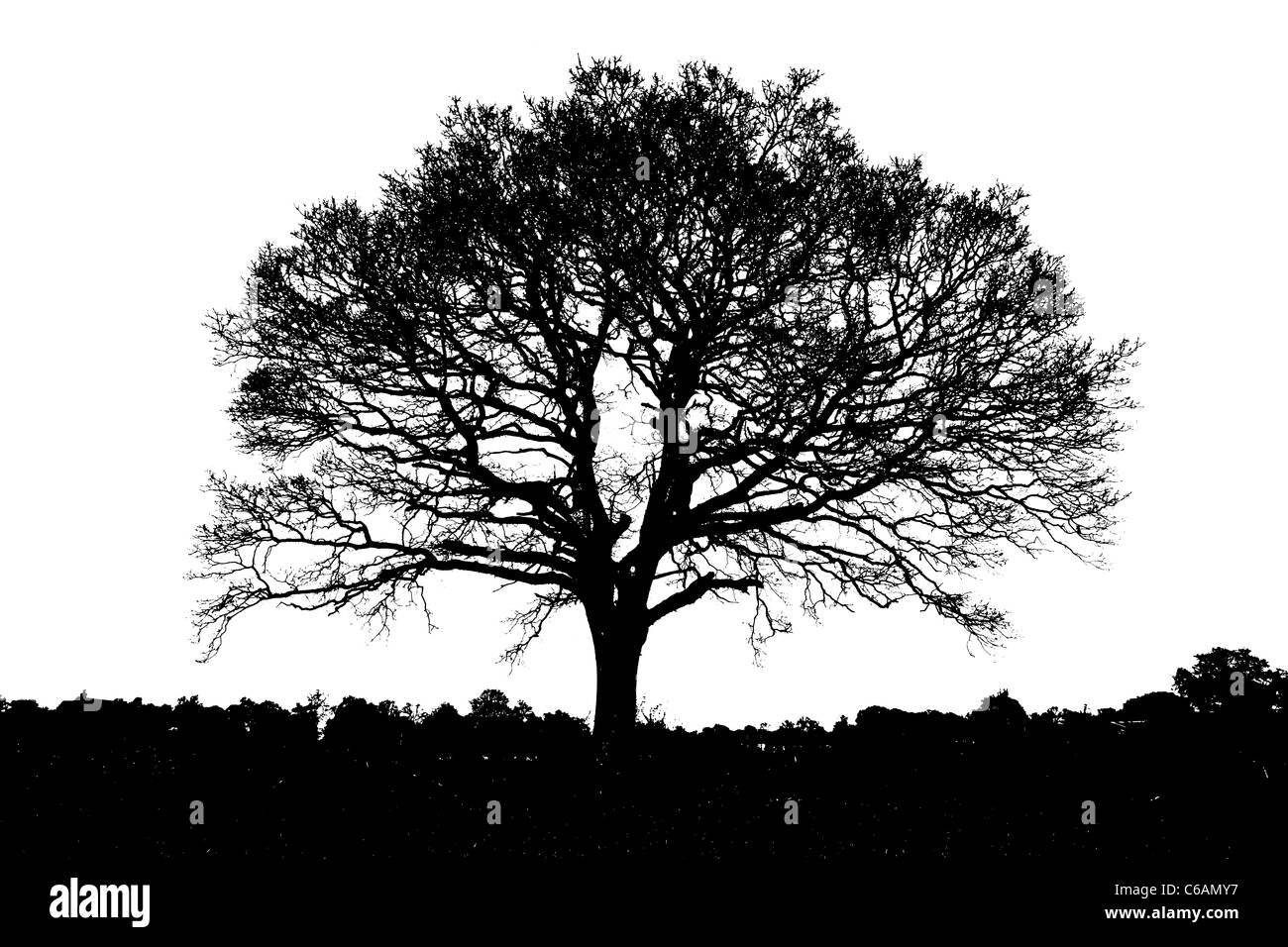 Baum Silhouette einzelne schwarze und weiße Linie isoliert entfernte allein Winter stark Einzelhaft Stockfoto