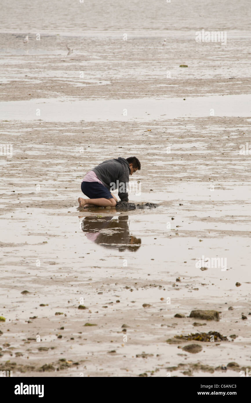 Herzmuschel und Muschel Kommissionierung auf Sandbänken am Hafen von Poole, Dorset, England Stockfoto