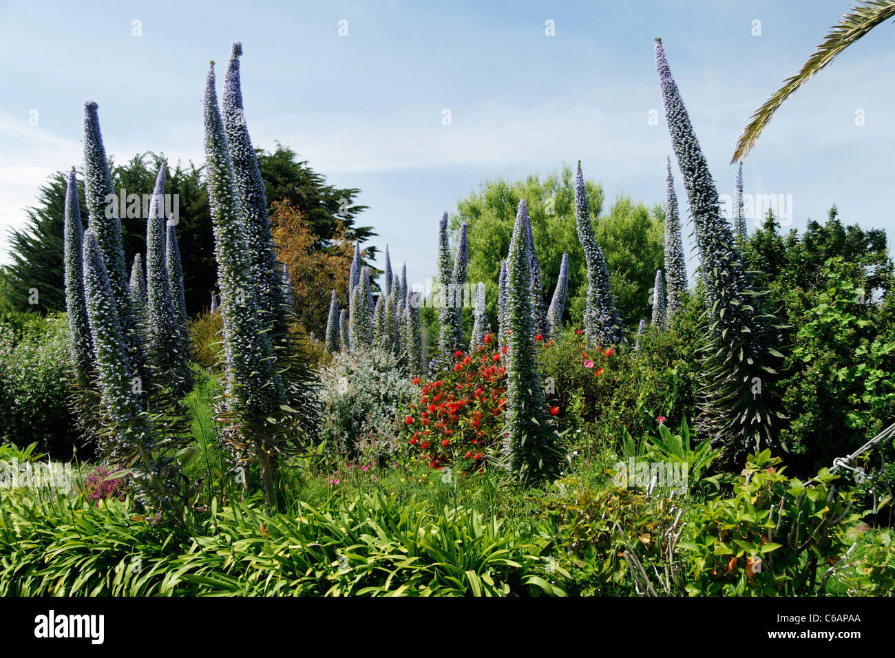 Riesige Viper's Bugloss, Baum Echium, Kiefer Echium, Echium Pininana. Insel Bréhat, Bretagne, Frankreich. Stockfoto