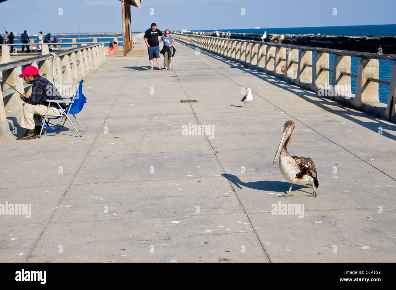 Kormoran thront auf einer Wunde nah bei den Menschen in Los Angeles Stockfoto