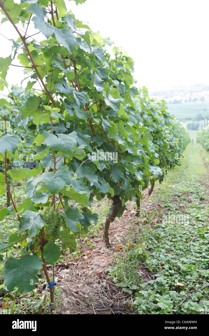 Weinreben, Weingut Weingut Schloss Johannisberg, Rheingau Valley River, Deutschland Stockfoto