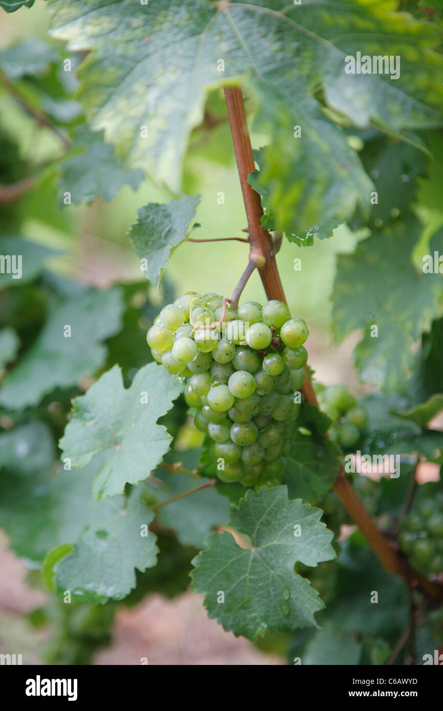 Weinreben, Weingut Weingut Schloss Johannisberg, Rheingau Valley River, Deutschland Stockfoto