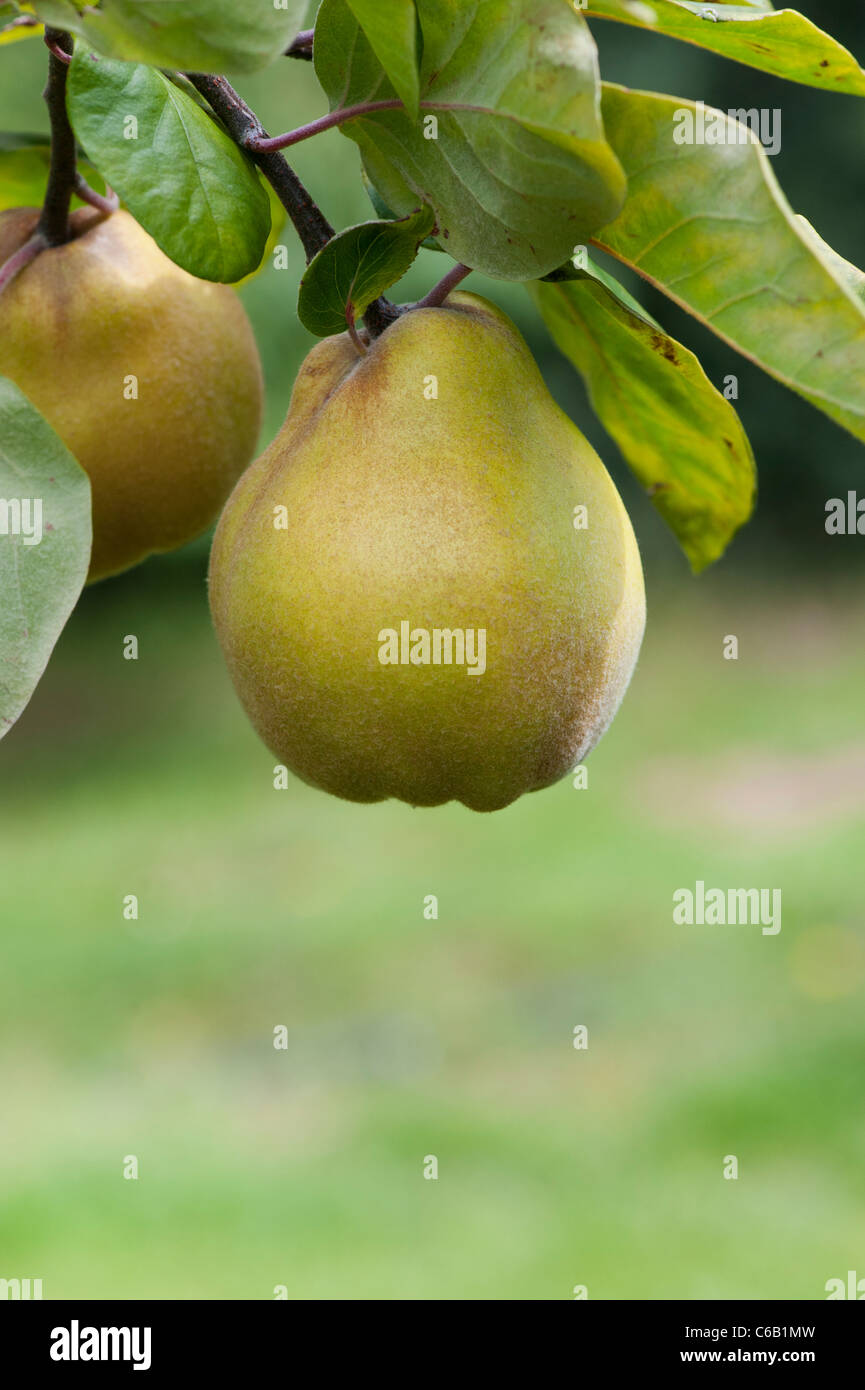 Cydonia Oblonga. Quitte Isfahan Frucht am Baum Stockfoto