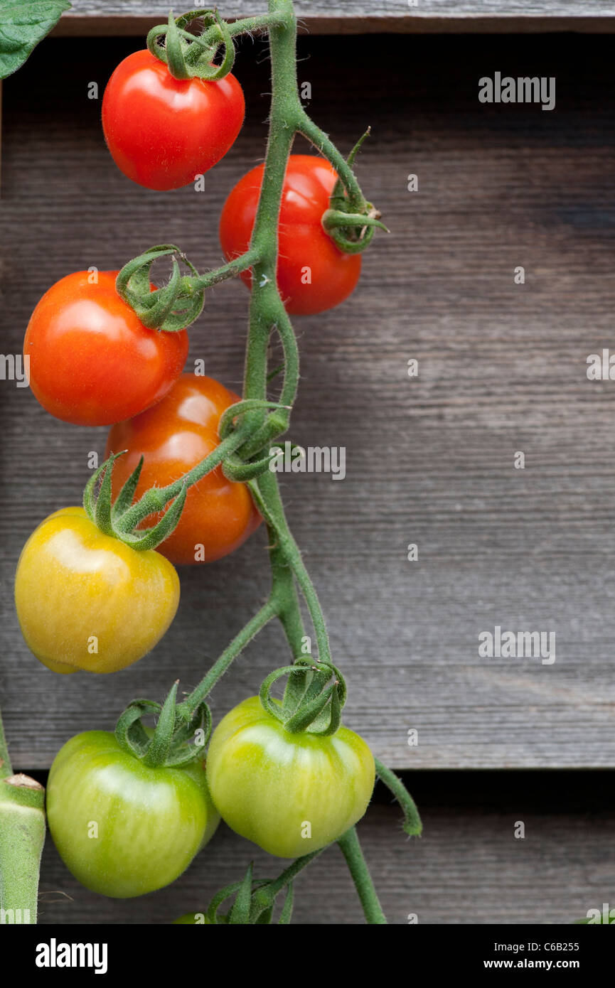 Solanum Lycopersicum. Tomate berry f1 Hybrid auf der Rebe gegen dunkle Holzpaneelen Stockfoto