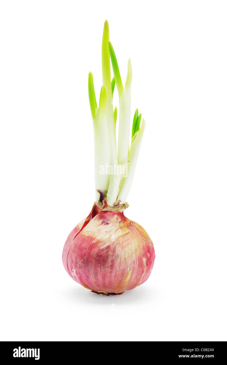 Zwiebel mit jungen Triebe wachsen auf weißem Hintergrund Stockfoto