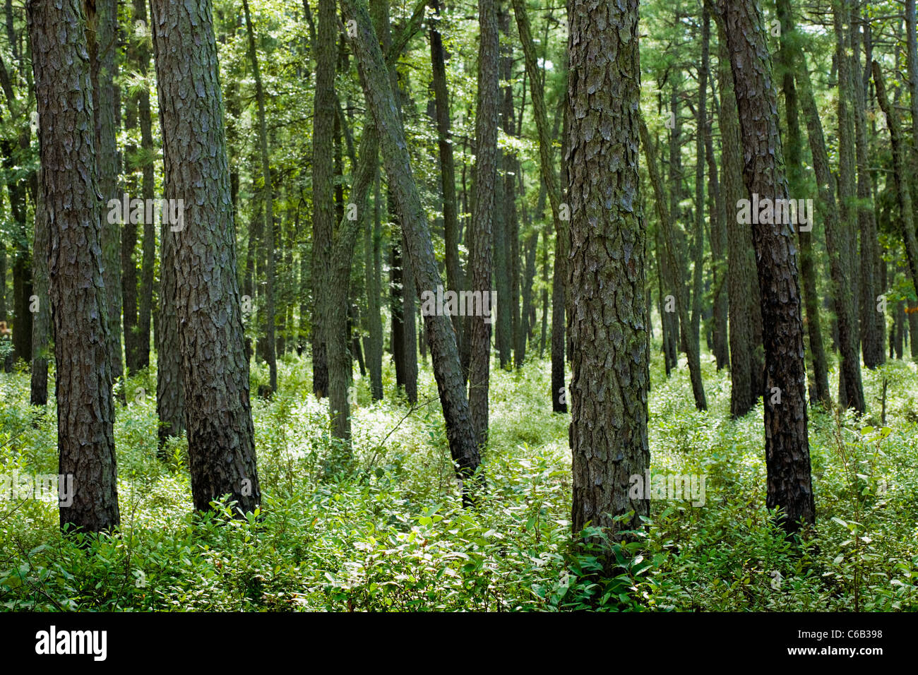 Die Pine Barrens von New Jersey haben eine Menge... Kiefern! Stockfoto