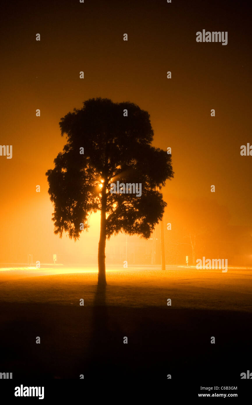 Einsamer Baum gelbe Licht Nacht Nebel Stockfoto