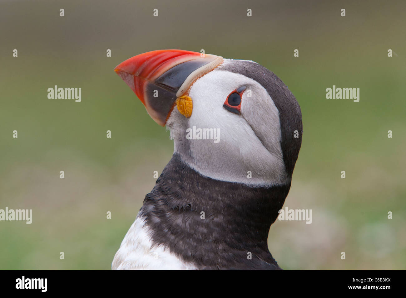 Papageitaucher (Fratercula Arctica) auf Skomer Island Stockfoto