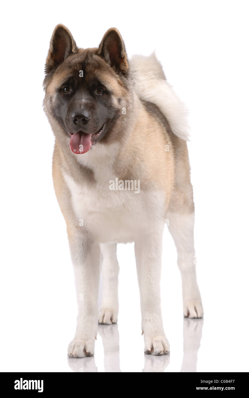 American Akita isoliert auf weiss Stockfoto
