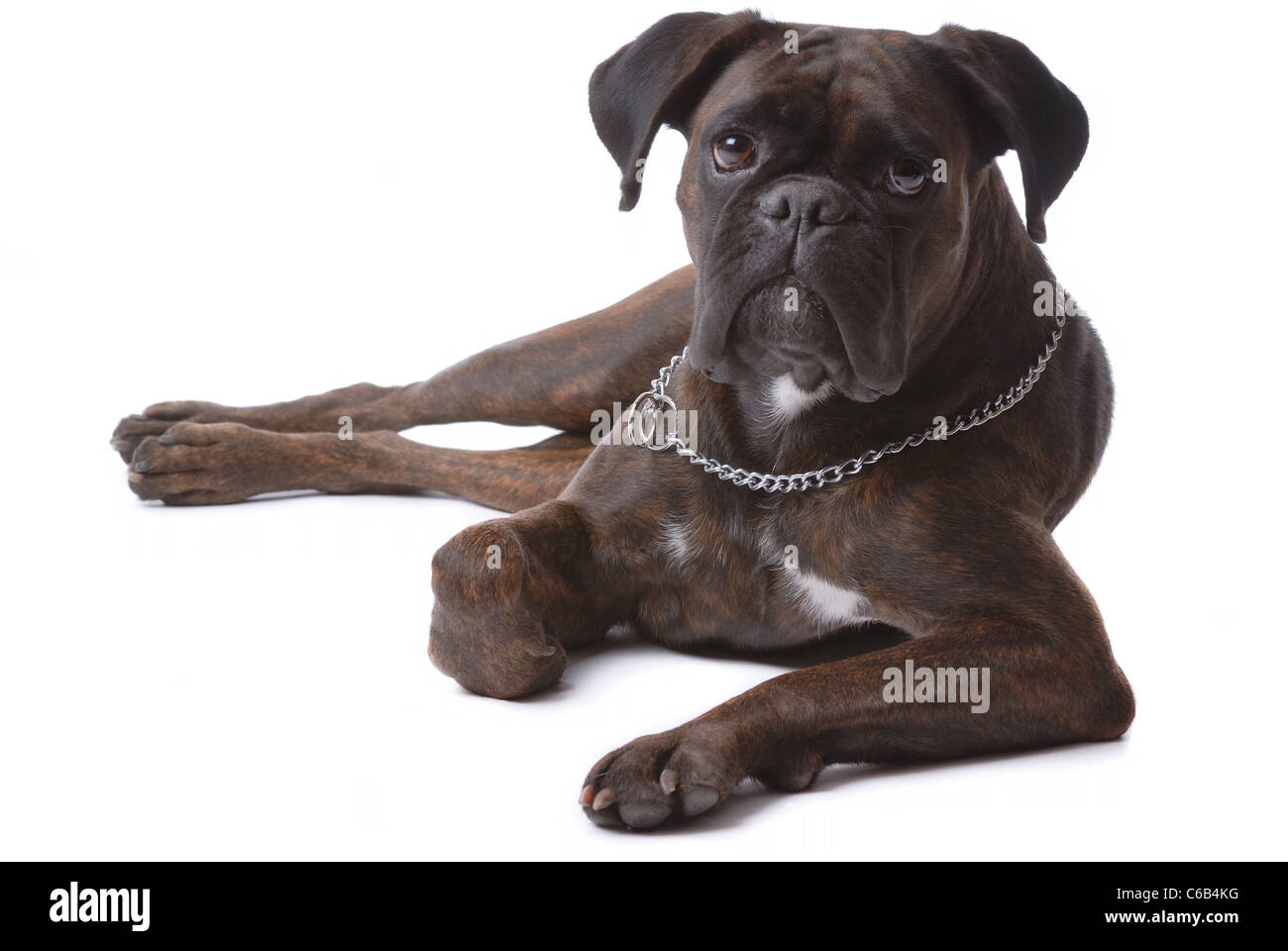 Boxer Hund isoliert auf weiss Stockfoto