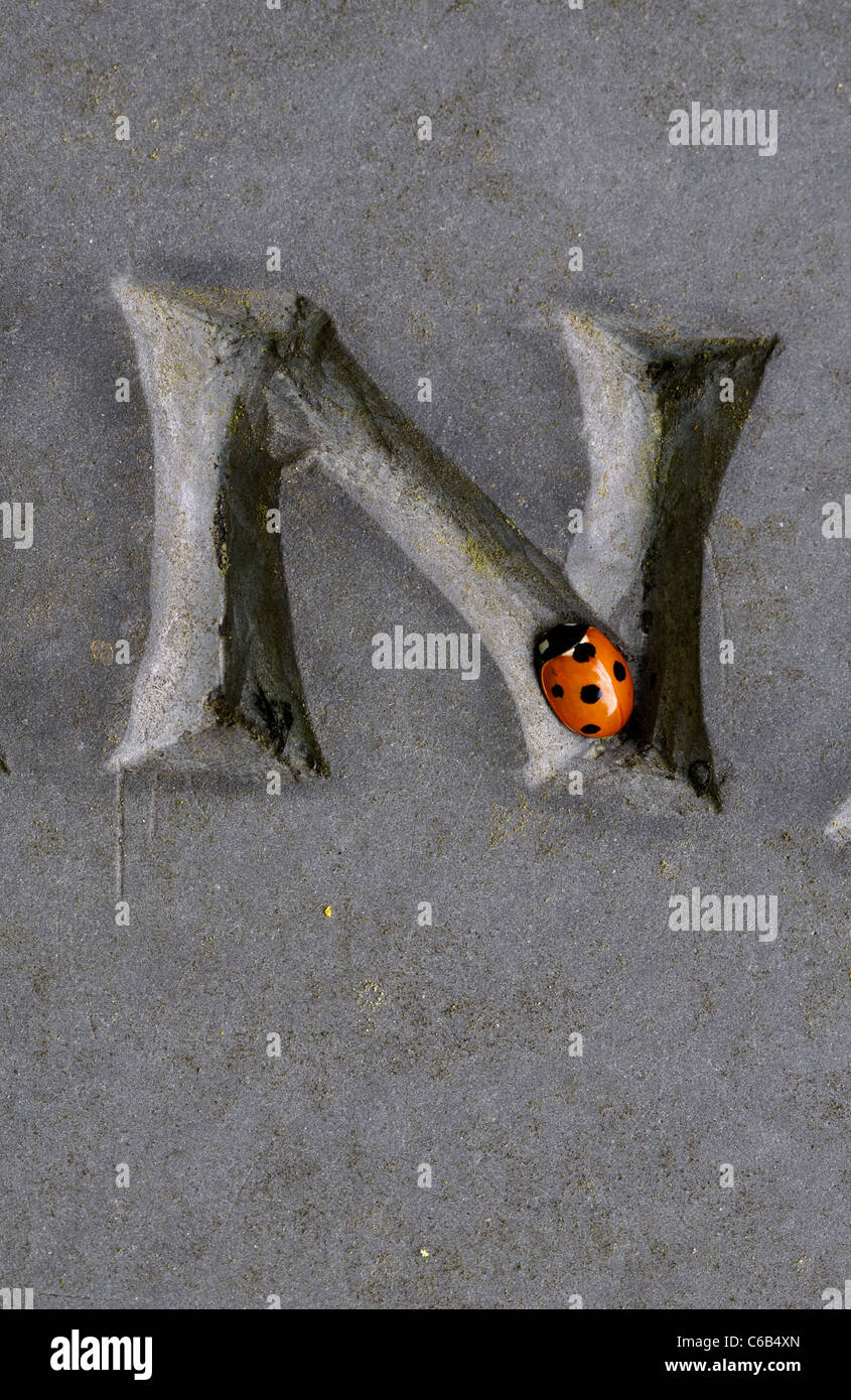 Sieben spot Marienkäfer auf Buchstabe N auf Schiefer Grabstein, Leicestershire, UK Stockfoto