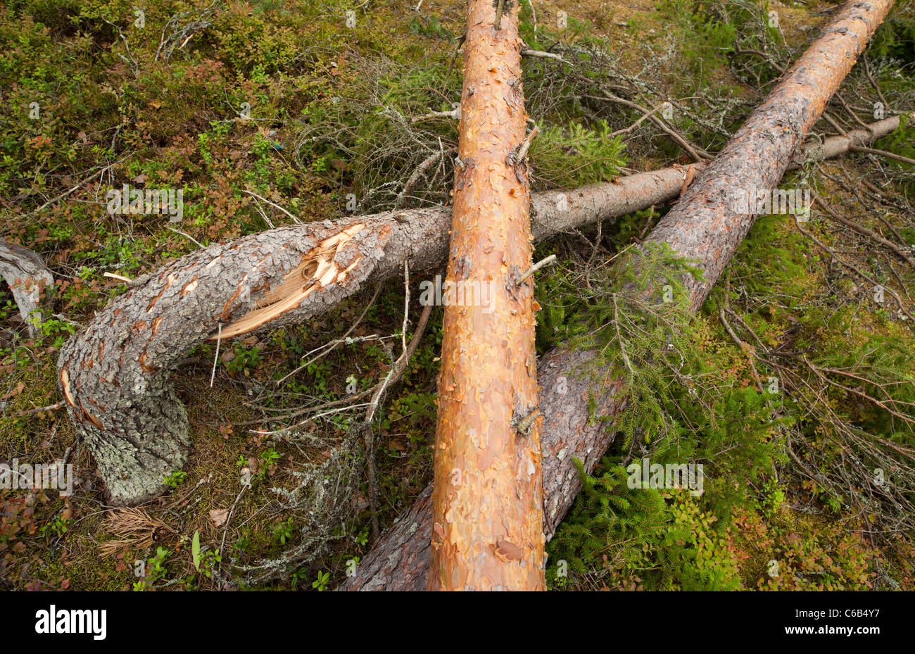 Sturmschäden im Wald, verursacht durch starke Winde, Finnland Stockfoto