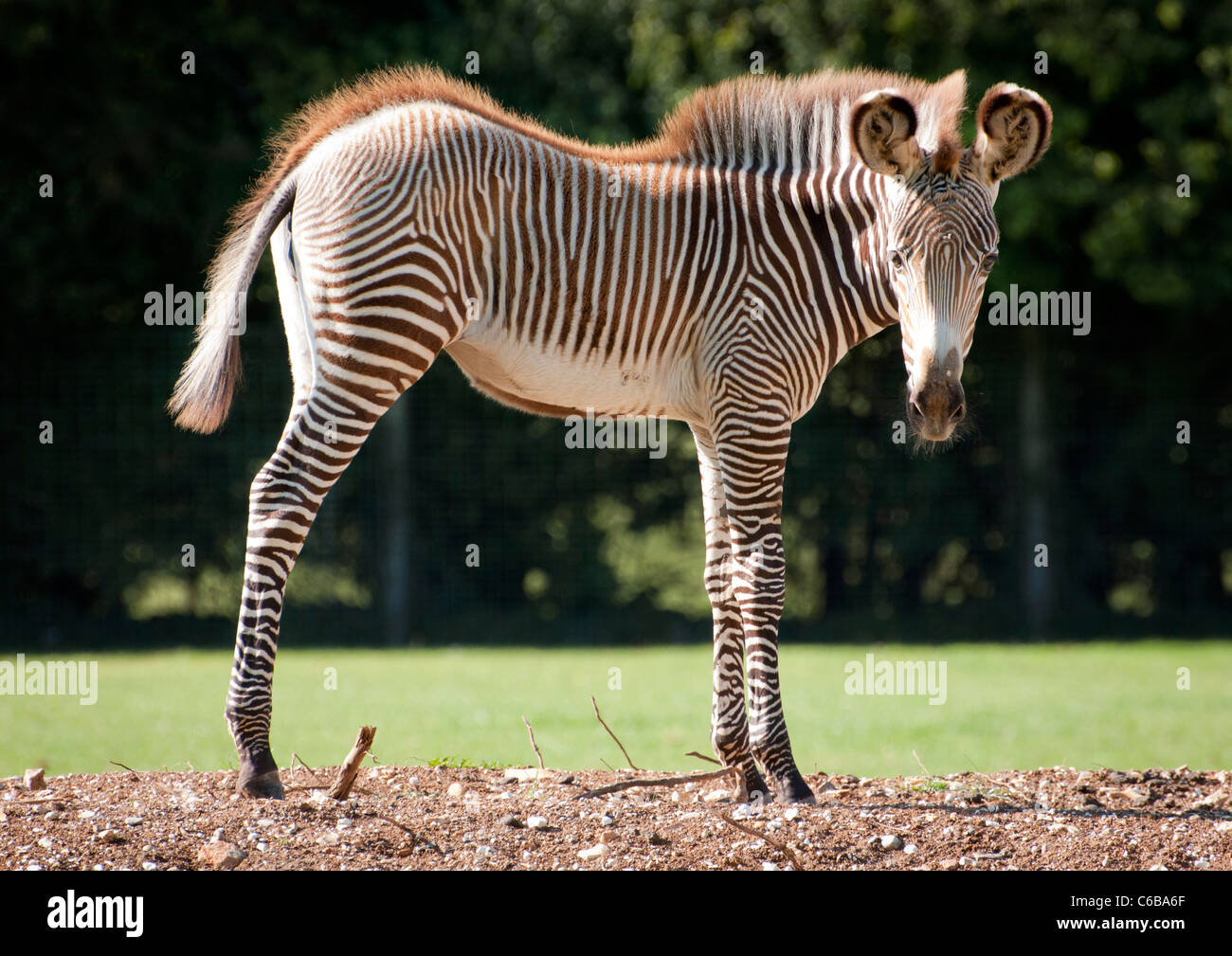 GREVY Zebra Fohlen Stockfoto