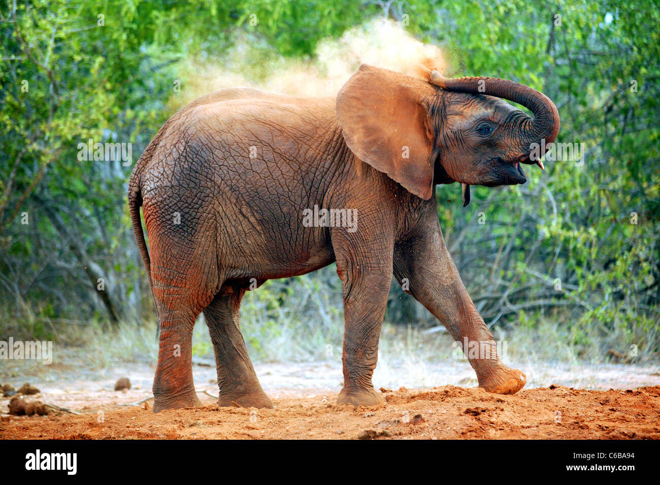 BUCHUMA HABEN EIN SCHLAMMBAD. ELEFANT WAISE GERETTET DURCH DAS SHELDRICK STIFTUNG UND NUN BESTANDTEIL EINER HERDE IN KENIA. Stockfoto