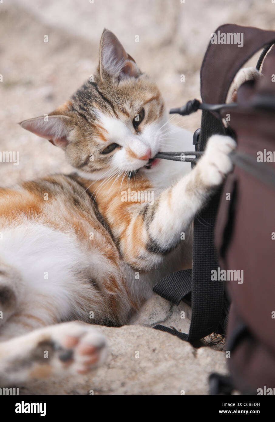 Gestreifte Katze spielen Stockfoto