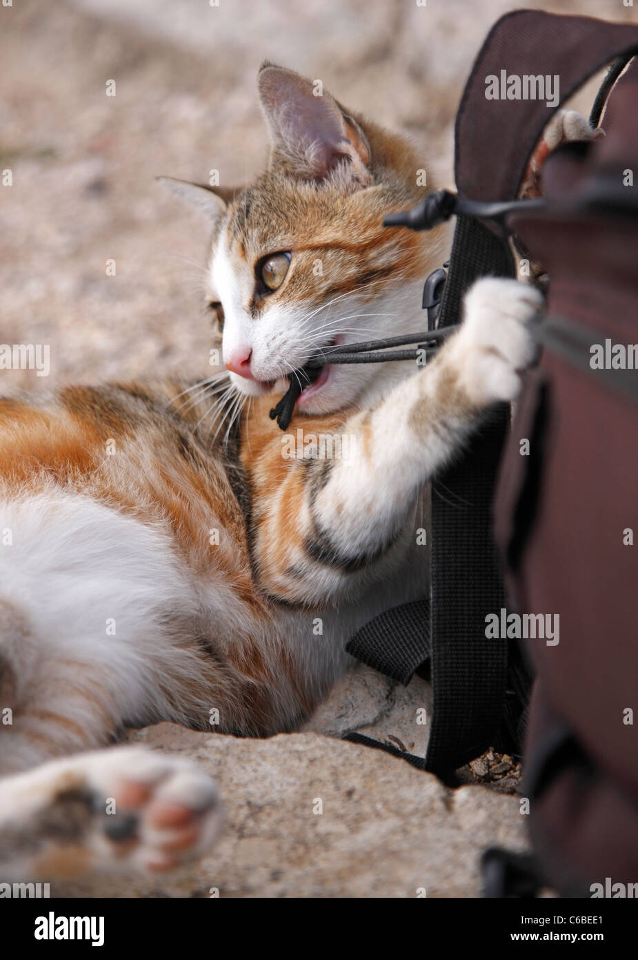 Gestreifte Katze spielen Stockfoto